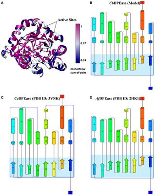 Adaptive Steered Molecular Dynamics Combined With Protein Structure Networks Revealing the Mechanism of Y68I/G109P Mutations That Enhance the Catalytic Activity of D-psicose 3-Epimerase From Clostridium Bolteae